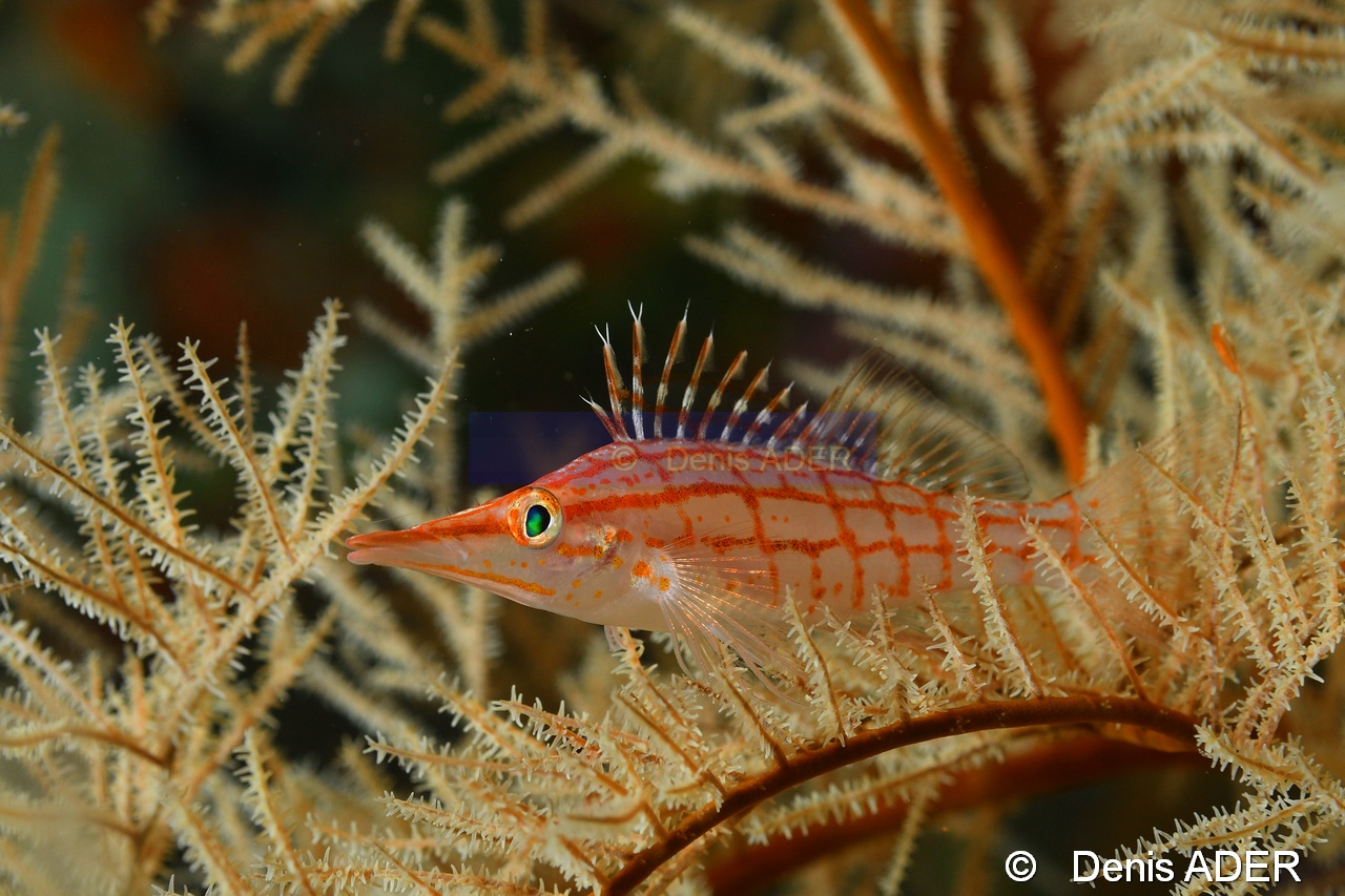 Antipathes dichotoma Oxycirrhites typus Poisson faucon a long nez Wakatobi Batuata Island-21m-20180603-Denis-ADER-DSC_3716_tn.jpg